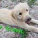 AKC registered puppies