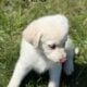 Great Pyrenees/Golden retriever puppies
