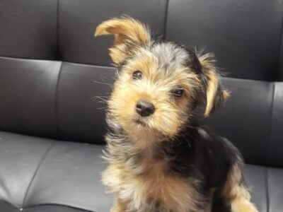 Male Yorkie
