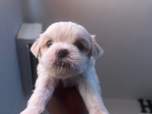morkie pups
