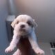 morkie pups