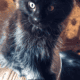 Maine Coon