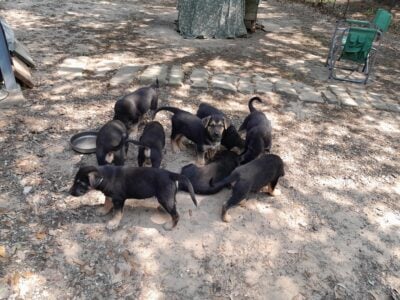 German Shepherd/Husky Mix Puppies