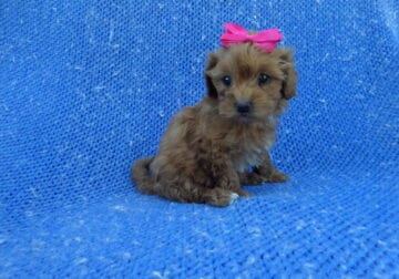 Small MaltiPoo Puppies