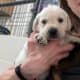 Labrador Retriever Puppies