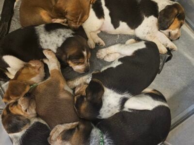 Female Beagle Puppies