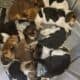 Female Beagle Puppies