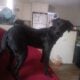 Pepper
