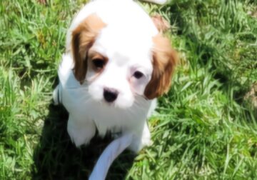 Cavalier King Charles Spaniel Puppies