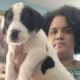 Great dane euro line puppies