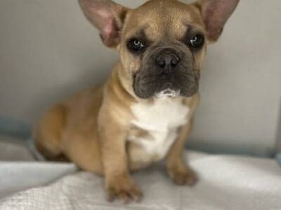 male french bulldog