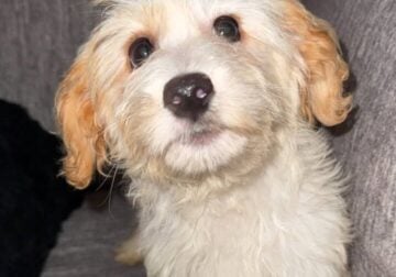 Cute Newborn Mini Golden Doodle