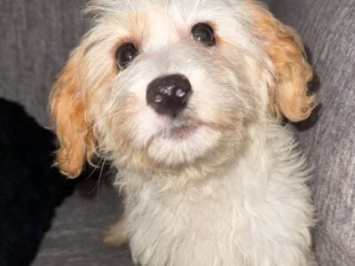 Cute Newborn Mini Golden Doodle