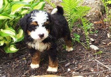 Mini bernedoodle Harper