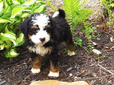 Mini bernedoodle Harper