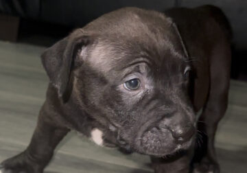 Red nose Pitbull puppies