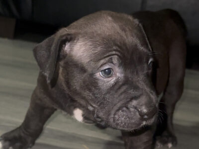 Red nose Pitbull puppies