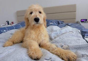 Eve- Standard Goldendoodle