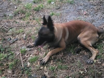 BELGIUN MALINOIS
