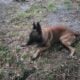 BELGIUN MALINOIS