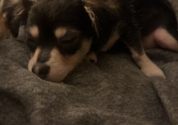 Non pure long haired chihuahua puppy