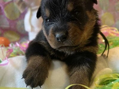 Rottweiler puppies