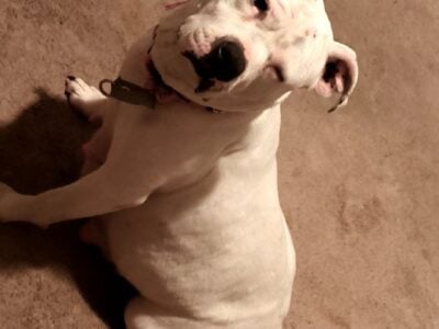 Mixed pitbull dog very sweet