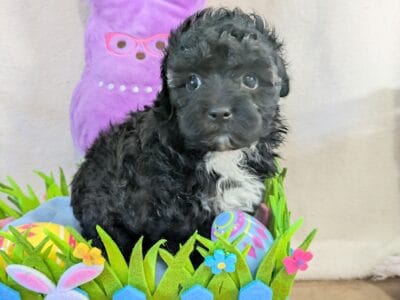 Adorable shihpoo puppies