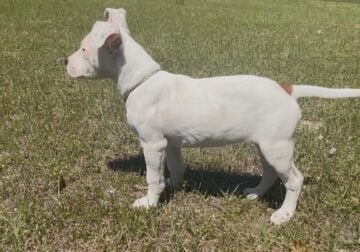 Ying …American pocket Bully ..a k&D dream dogs