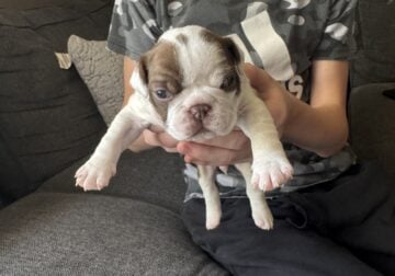 Frenchtons