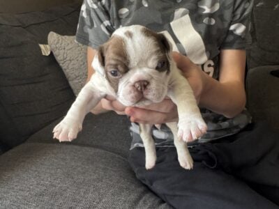 Frenchtons