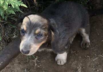 Dachshund