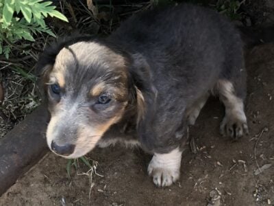Dachshund