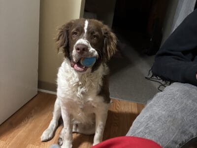 Want to rehome this precious mix