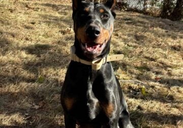 18 Month Purebred Female Doberman in Pa/NJ