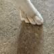 Pomeranian and other puppies. Healthy socialized