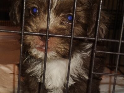 Cute Pups With Personality Shihtzu Terrier mix