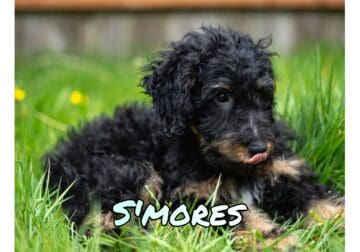 Selling our Mountain Golden Doodle Boy Puppy!