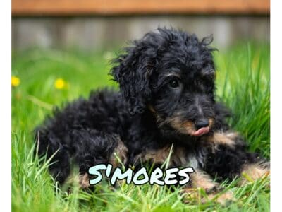 Selling our Mountain Golden Doodle Boy Puppy!