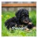 Selling our Mountain Golden Doodle Boy Puppy!