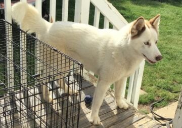 Rocky needs a new home!