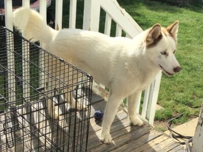 Rocky needs a new home!