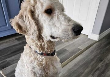 Standard poodle