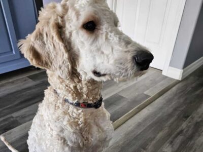 Standard poodle