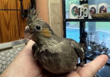 Birds, cockatiels, quaker Parrots