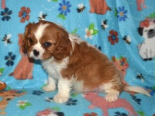 King Charles Cavalier puppy Male Chubby