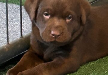 AKC LABRADOR CHOCOLATE FEMALE