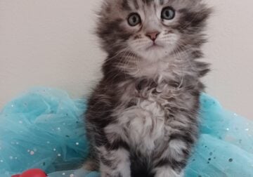 Maine Coon Boys