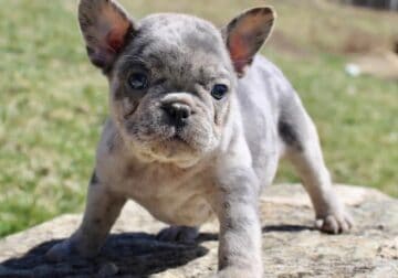 Yeti Male AKC French Bulldog