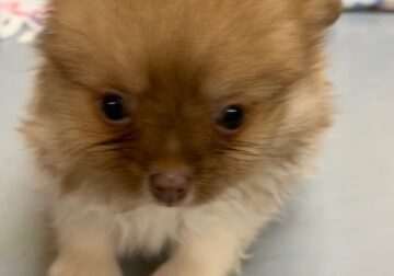 ACA pups
